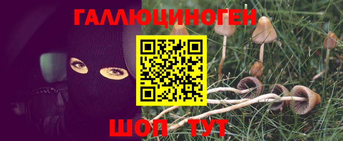 Фрязино  Галлюциногенные грибы прущие грибы  Вход с VPN 